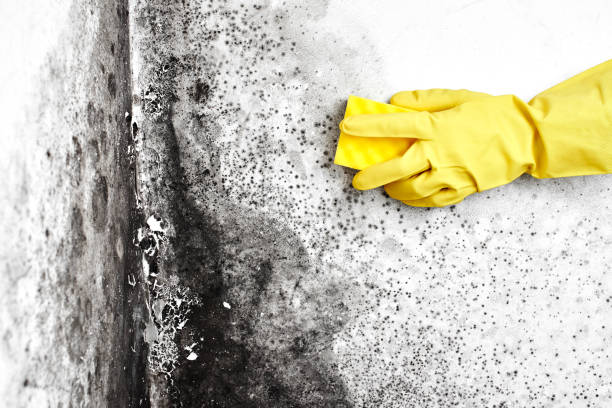 Best Mold Damage Repair  in Chatmoss, VA