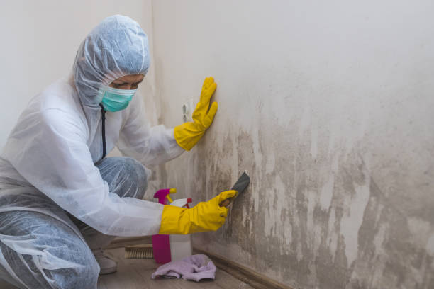 Attic Mold Removal in Chatmoss, VA