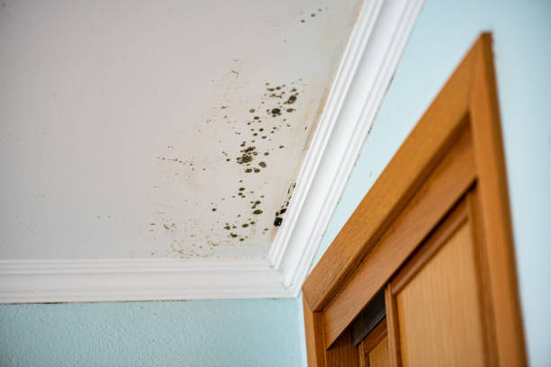 Best Mold Cleaning Services  in Chatmoss, VA