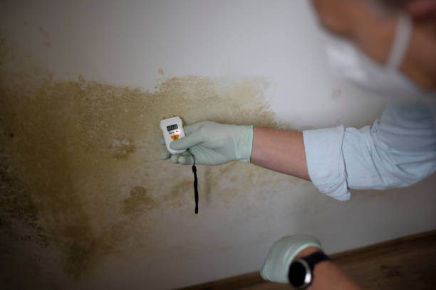 Best Commercial Mold Removal  in Chatmoss, VA