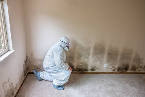 Mold Testing and Removal in Chatmoss, VA