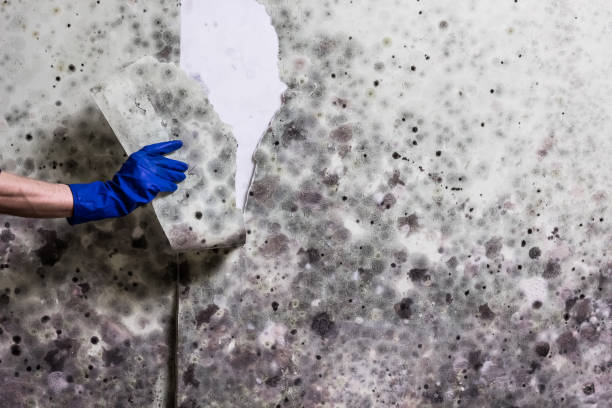 Best Best Mold Removal Companies  in Chatmoss, VA