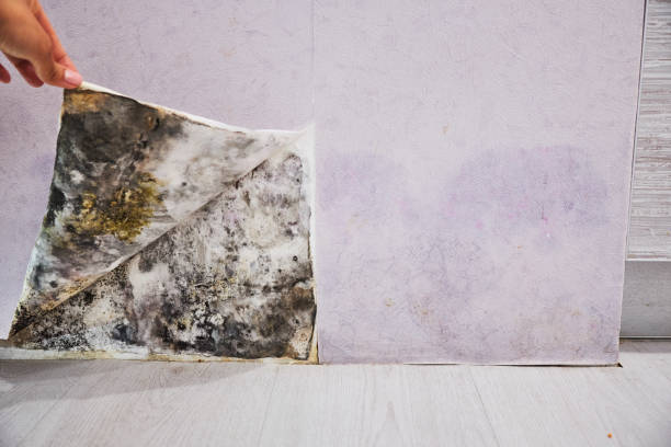 Best Local Mold Removal Service  in Chatmoss, VA